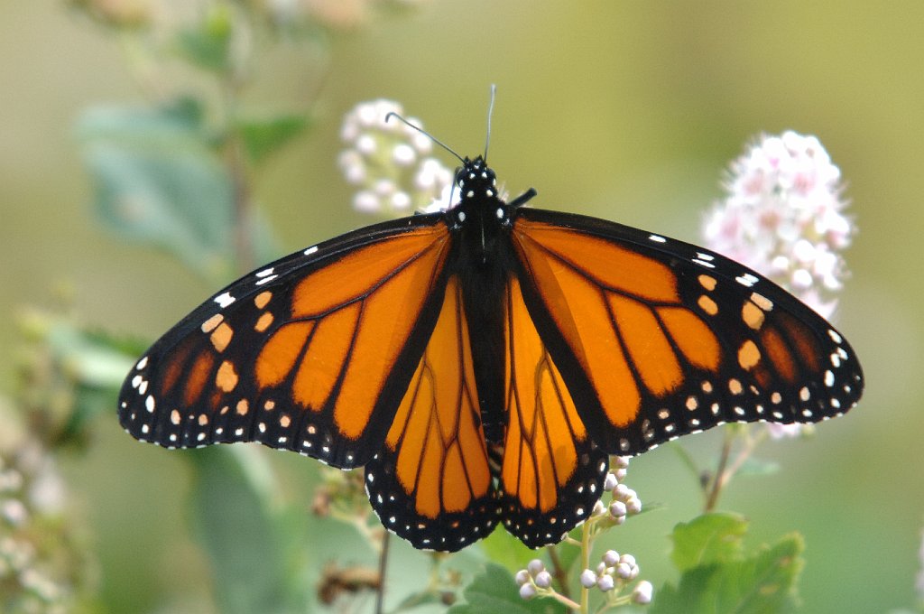 114 2006-09074652 Wachusett Meadow, MA.JPG - Monarch Butterfly. Wachusett Meadow Wildlife Sanctuary, 9-7-2006